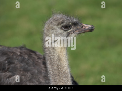 Strauß Struthio camelus Stockfoto