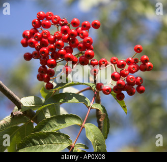 Eberesche oder Eberesche Beeren Sorbus aucuparia Stockfoto