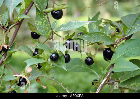 Tollkirsche Atropa belladonna Stockfoto