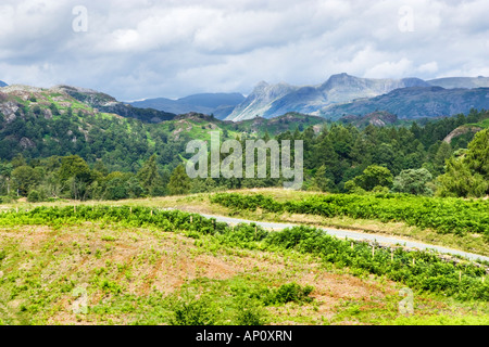 Holme Fell und Langdale Pikes im Sommer. Lake District National Park, UK Stockfoto