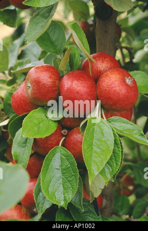 Äpfel Vielfalt tropischer Schönheit auf Baum Stockfoto