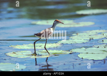 Lilie Trichter Jacana Vogel Yellow Waters Lagune Northern Territory Australien Stockfoto
