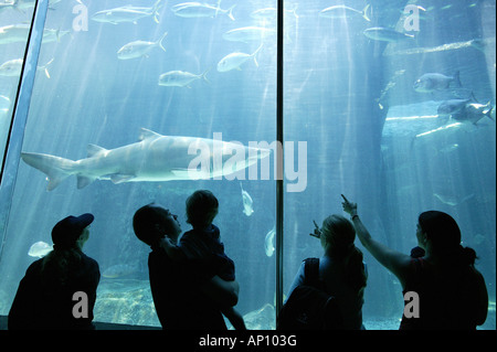 Haie, Besucher, Two Oceans Aquarium, Kapstadt, Westkap, Südafrika Stockfoto