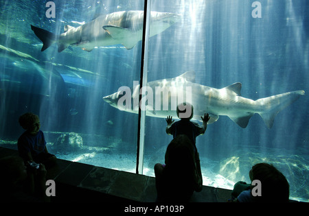 Touristen, die gerade die Haie im Aquarium, Two Oceans Aquarium, Cape Town, Western Cape, Südafrika Stockfoto