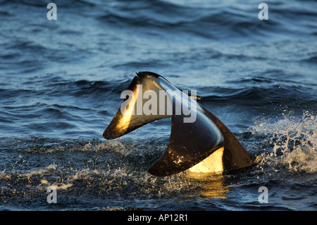 Orca oder Schwertwal (Orcinus Orca) Tail slapping Stockfoto