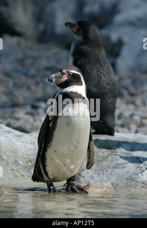 Zwei Humboldt-Pinguine (Spheniscus Humboldti) am Zoo, Wien. Stockfoto