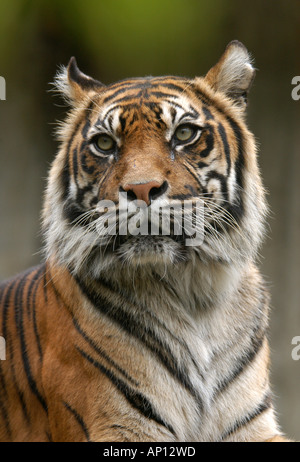 Sumatra-Tiger (Panthera Tigris Sumatrae). Stockfoto