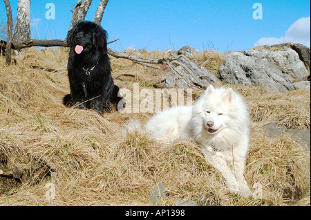 Neufundländer Welpen und Samojeden Hund in der Sonne auf einem Berg liegen Stockfoto