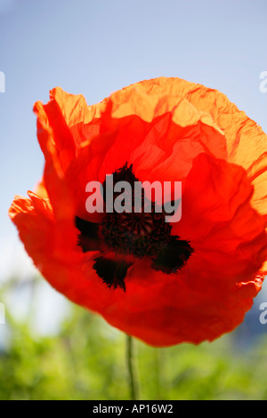 Nahaufnahme eines riesigen roten Mohn Stockfoto