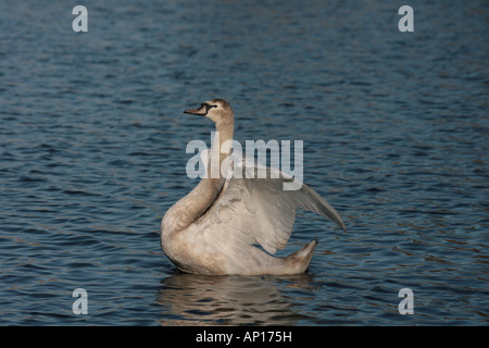 Höckerschwan Cygnus Olor erstreckt sich seine Flügel Stockfoto