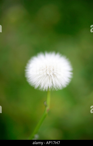 Löwenzahn-Uhr Stockfoto