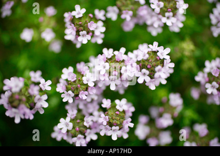 Nahaufnahme von Thymian Blüten Stockfoto