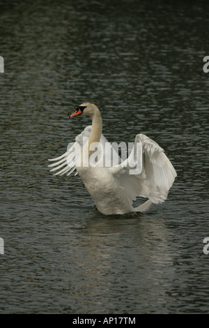 Höckerschwan Cygnus Olor erstreckt sich seine Flügel Stockfoto