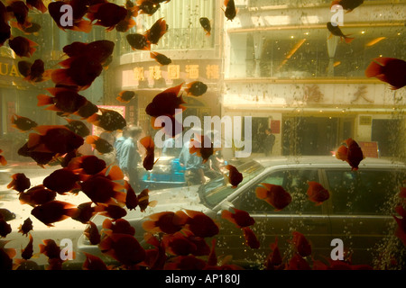 Goldfisch Aquarium, Restaurant in Hangkou, Fengshui, China Stockfoto