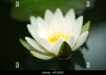 Close Up White Water Lily Nymphaea alba Stockfoto