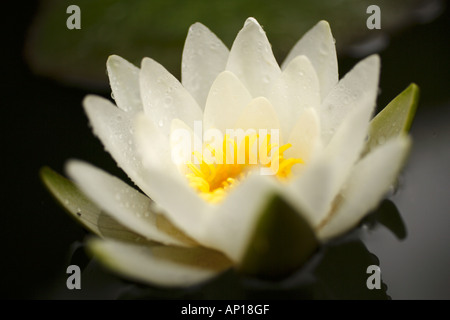 Close Up White Water Lily Nymphaea alba Stockfoto