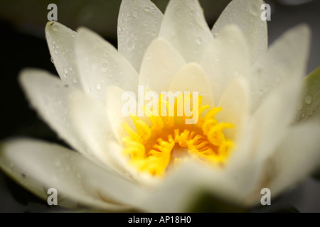 Close Up White Water Lily Nymphaea alba Stockfoto