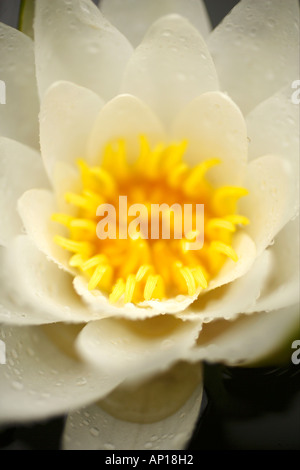 Close Up White Water Lily Nymphaea alba Stockfoto