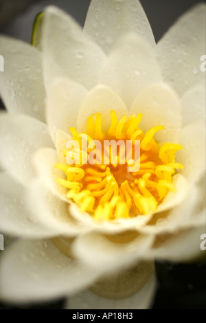 Close Up White Water Lily Nymphaea alba Stockfoto