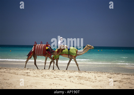 Kamelreiten, Jumeirah Beach, Dubai, VAE Stockfoto