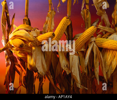 Landwirtschaft - Reifen trockenes Getreide Mais mit Sonnenuntergang Himmelshintergrund, Studio. Stockfoto