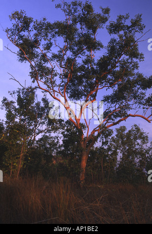 Australien, Northern Territory Katherine Gorge die letzten Sonnenstrahlen des Abends Sonne beleuchten eine native Gum tree Stockfoto