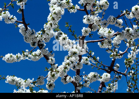 Landwirtschaft - Kirschblüten in voller Blüte und blauen Himmel oben / Valley Boise, Idaho, USA. Stockfoto