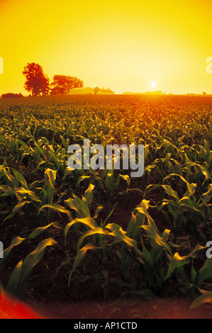 Mitte Wachstum Pre Quaste Bühne konventionelle Bodenbearbeitung Mais Getreidefeld bei Sonnenuntergang mit einem Bauernhof in der Ferne / Iowa, USA. Stockfoto