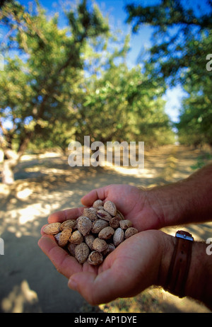 Landwirtschaft - ein Bauern-Hände halten Reife geerntete Mandeln in einem Obstgarten / Modesto, Kalifornien, USA. Stockfoto