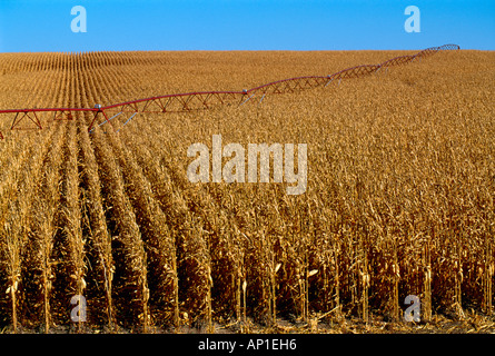 Ein weites Feld an reife Ernte bereit Körnermais mit ein Zentrum-Pivot-Bewässerungs-System läuft durch das Feld / Nebraska, USA Stockfoto