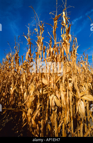 Landwirtschaft - hohen Stand der Reife Ernte bereit Getreide Mais / Nebraska, USA. Stockfoto