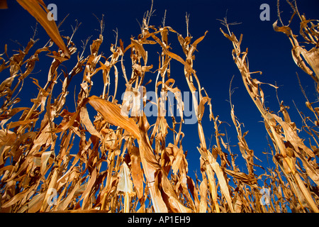 Landwirtschaft - nachschlagen auf einem hohen Stand der Reife Ernte bereit Getreide Mais / Nebraska, USA. Stockfoto