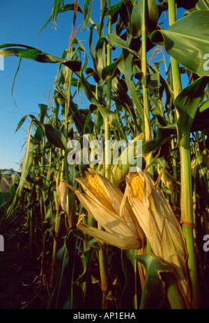 Nahaufnahme von Reife Ähren Getreide auf die Stängel mit ihren Schalen leicht geöffnet und zeigt die Kerne / Clinton, Wisconsin, USA. Stockfoto