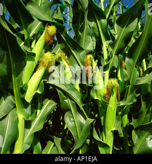 Landwirtschaft - gesunde unreife Ähren Mais auf dem Halm mit Seide erst trocknen / Mississippi, USA. Stockfoto