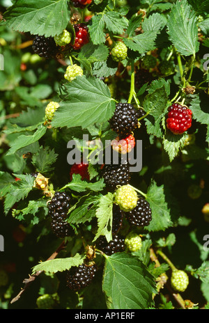 Landwirtschaft - Brombeeren am Rebstock in verschiedenen Stadien der Reife / Tennessee, USA. Stockfoto