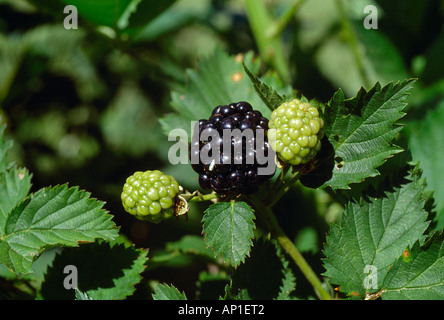 Landwirtschaft - Brombeeren am Rebstock in verschiedenen Stadien der Reife / Tennessee, USA. Stockfoto