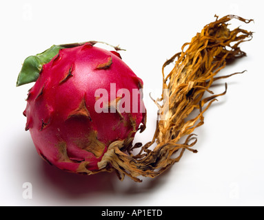 Reife Frucht der Klettern Kaktus Hylocereus, ein Kaktus Frucht in Mexiko, anderen Teilen Lateinamerikas, Vietnam und Israel angebaut. Stockfoto