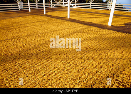 Landwirtschaft - Kona Kaffeebohnen trocknen / Hawaii, USA. Stockfoto