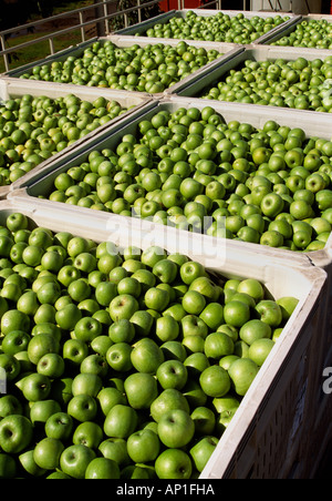 Landwirtschaft - frisch geerntete Granny Smith Äpfel im Bereich Behälter auf einem LKW bereit, bei einer Verarbeitungsanlage gewaschen werden / USA. Stockfoto