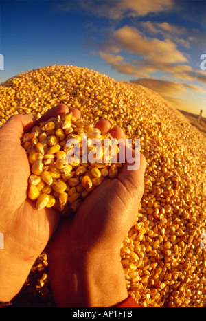 Landwirtschaft - ein Bauer Hände halten Maiskörner über Getreide Wagen beladen mit frisch geernteten Getreide Mais / Manitoba, Kanada Stockfoto