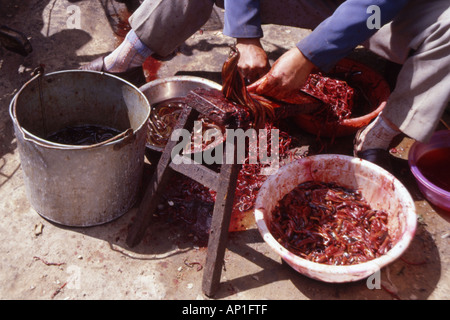 Mann, Hände bedeckt im Blut, enthäuten kleine Aale in der Straße, Kunming, Yunnan Provinz, China. Stockfoto