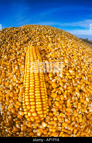 Landwirtschaft - Nahaufnahme von frisch geernteten Getreide Mais mit einer Ähre im Vordergrund / in der Nähe von Niverville, Manitoba, Kanada. Stockfoto