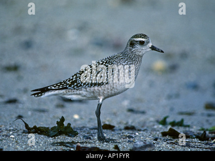 Amerikanische Golden Plover Pluvialis Dominica juvenile Landstreicher auf Isles of Scilly Oktober Stockfoto