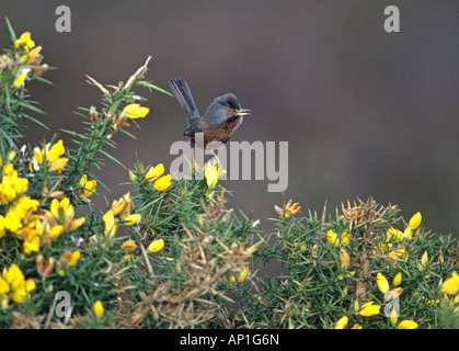 Dartford Warbler Sylvia Undata im Lied auf Ginster Dorset UK Frühling Stockfoto