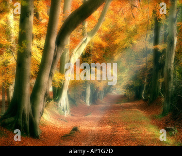 Gb-hertfordshire: Herbst in ashridge Park Stockfoto