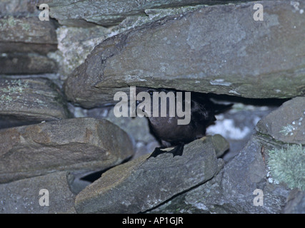 Europäische Sturm Petrel Hydrobates Pelagicus peering von Eingang zum Hohlraum im Mousa Broch Mousa Shetland Sommer nisten Stockfoto