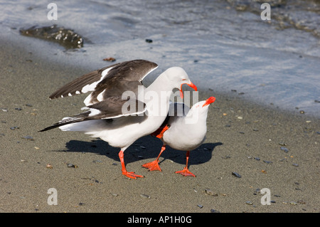 Delphin Gull Larus Scoresbii Erwachsene in Balz Beagle-Kanal Argentinien November Stockfoto