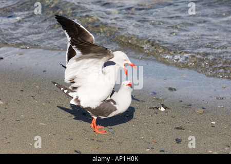 Delphin Gull Larus Scoresbii Erwachsene Paarung Beagle-Kanal Argentinien November Stockfoto