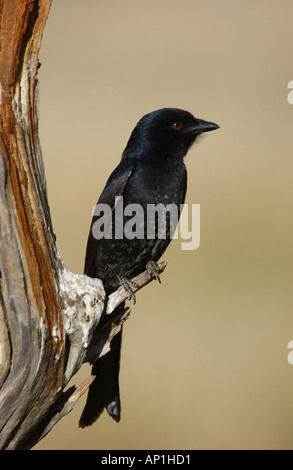 Gabel angebundene Drongo Dicrurus Adsimilis Etosha-Namibia Stockfoto