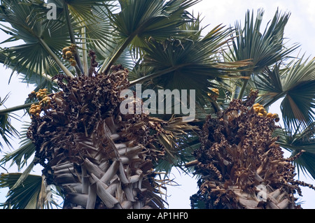 Borassus Flabelliformis Toddy palm Kitchener Botanischer Garten Assuan Ägypten Nahost DSC 4200 Stockfoto